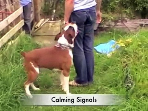 Crate Training Your Puppy, Best Way To Train A Puppy