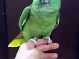 Parrot Reciting Kalma - Subhan Allah