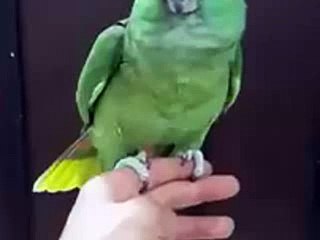 Download Video: Parrot Reciting Kalma - Subhan Allah