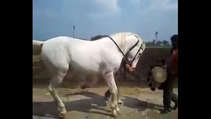 WhatsApp Funniest Indian Videos