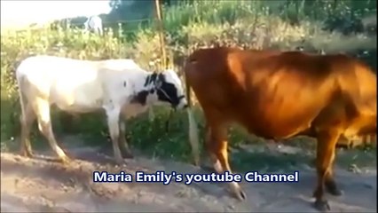 WhatsApp Funniest Indian Videos