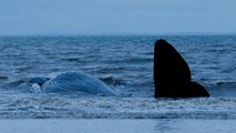 30-tonne Sperm Whale was found Beached at Hunstanton In Norfolk