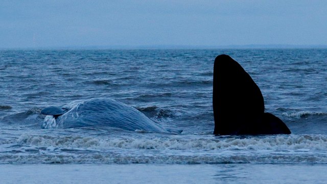 30-tonne Sperm Whale was found Beached at Hunstanton In Norfolk