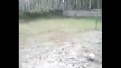 Extreme WhatsApp Funniest Videos