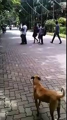 Extreme WhatsApp Funniest Videos