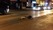 A raccoon tries to wake his friend died