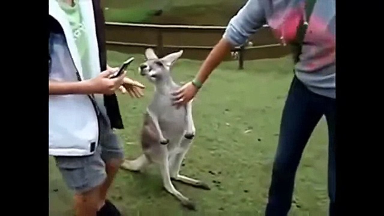 Cats and dogs cheer us Кошки и собаки веселят нас