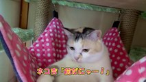 猫のハンモック遊び♪　Cat playing in the hammock