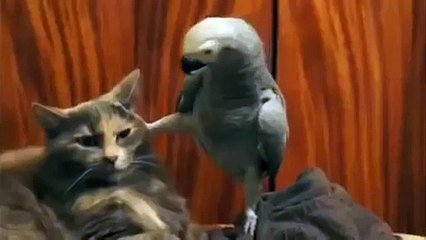 Попугай и кот: забавная допросная сцена 🐦🐱