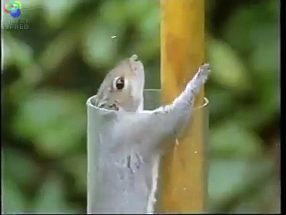 Wonderful Squirrel