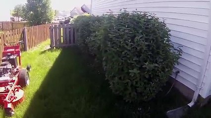 stump grinding browns plains