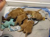 Golden Retriever Puppies Fun with Milk-Cute dogs