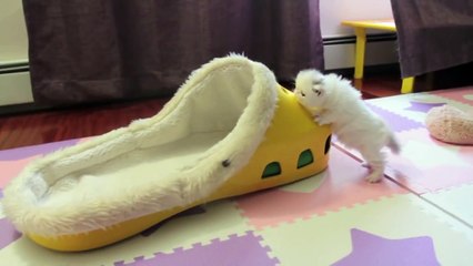 Kitten Marshmallow 5  weeks old and counting-baby cat