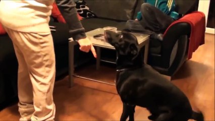 DOGS OPEN CHRISTMAS GIFTS!!