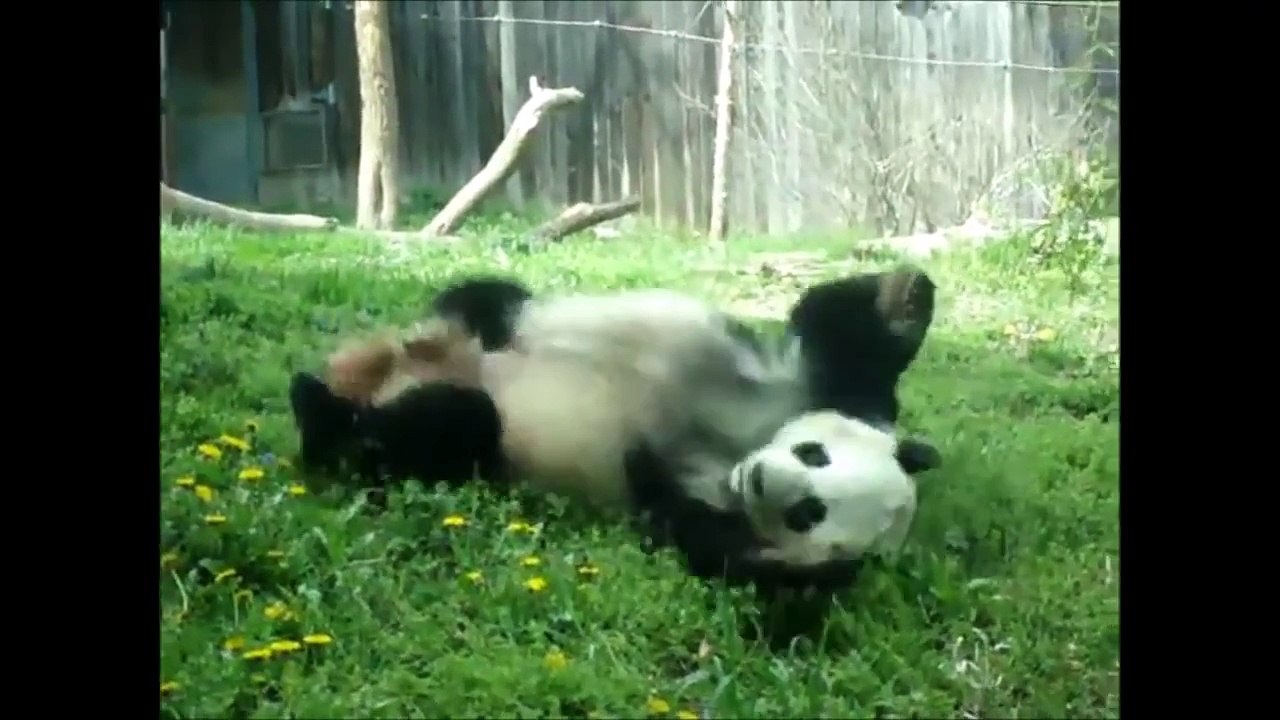 Epic Panda PARTY