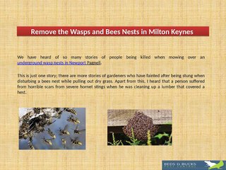 Remove the Wasps and Bees Nests in  Milton Keynes