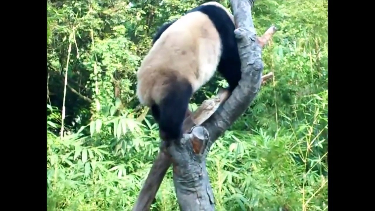 Funniest Panda Videos EVER