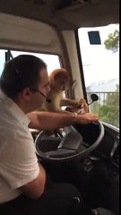 Funny Moment shows Monkey Steals Bus Driver's Lunch in Spain