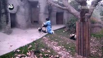 Keeper feeding panda cubs bottled milk Part 1