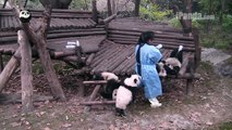 Keeper feeding panda cubs bottled milk Part 2