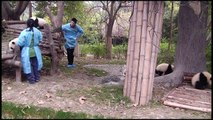 Keepers playing with panda cubs