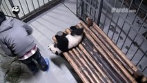 Panda cub wants to help keeper