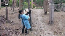 Panda cub wants to play with keeper mom