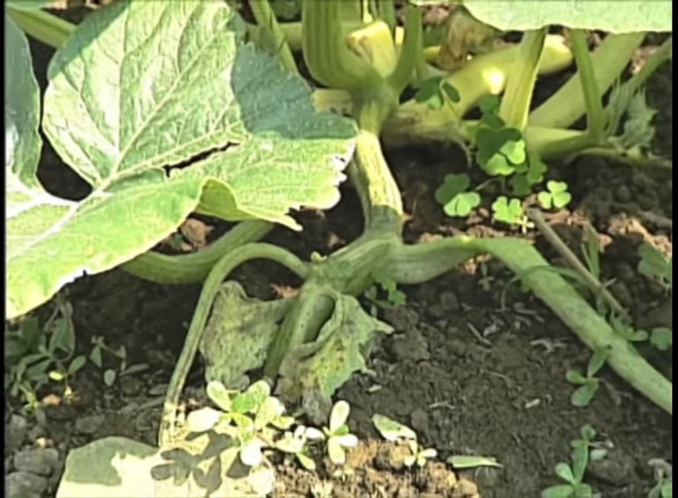 Giant Pumpkins -