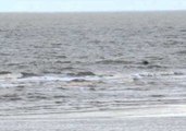 Sperm Whale Found Stranded in Hunstanton