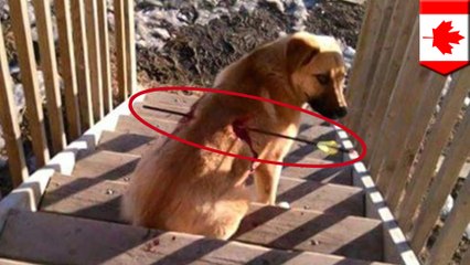 Brutal arrow through the back fails to kill world's luckiest dog