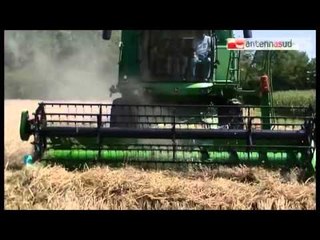 TGSRVfeb03 falso grano e falso olio