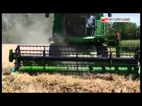 TGSRVfeb03 falso grano e falso olio