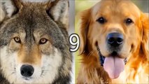 Kurtlar ve Köpekler Arasındaki 10 İlginç Fark