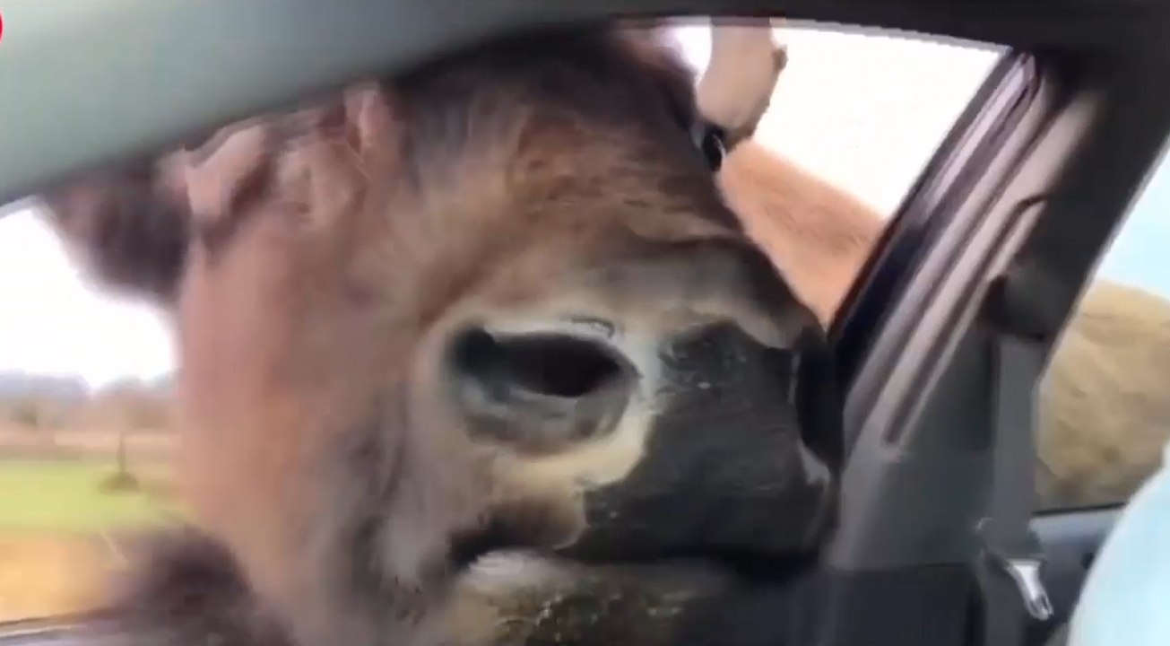 Funny Animals