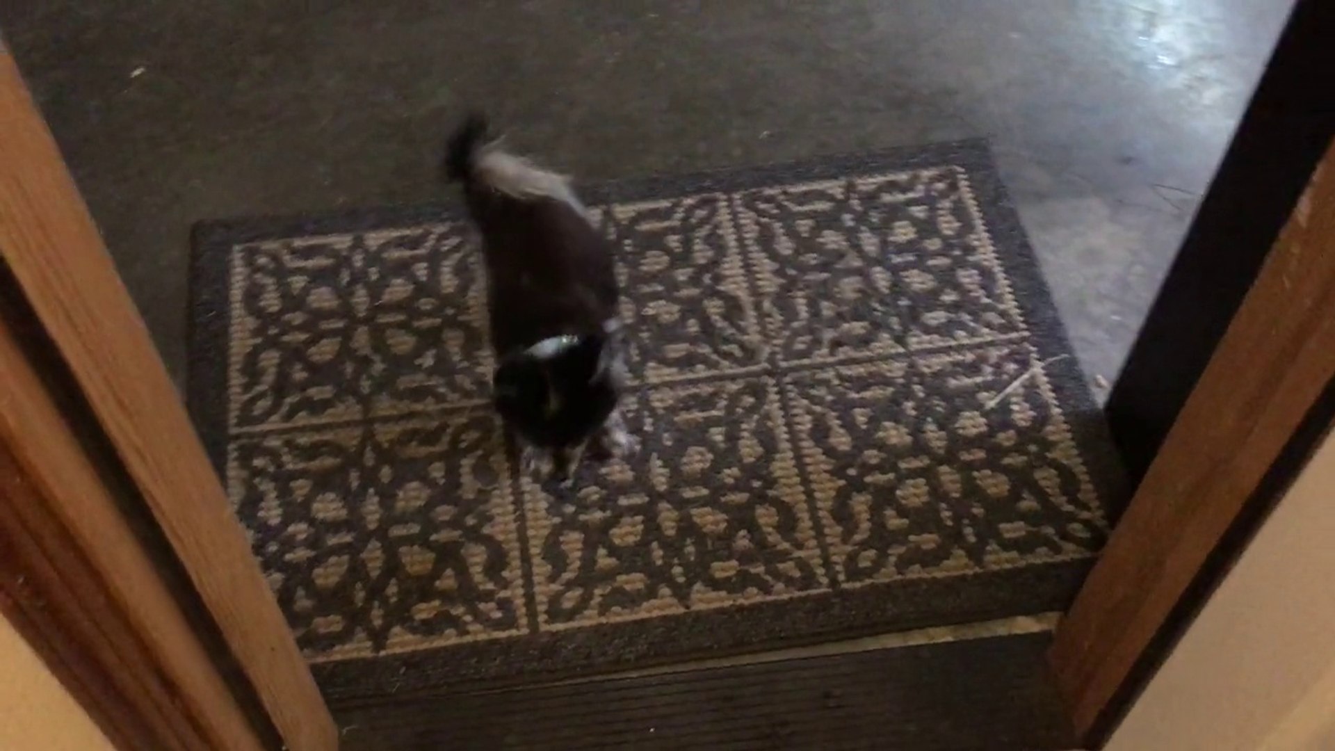Un chien très bien dressé essuie ses pattes sur le tapis d'entrée - Vidéo  Dailymotion