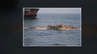 World Biggest Sea Creatures found horror full hd video bigger than elephant