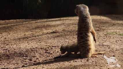 Premiers pas de bébés suricates