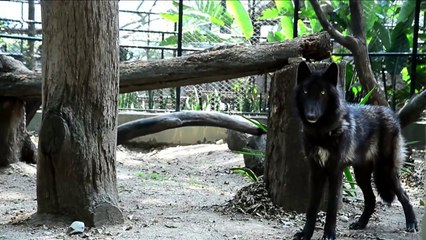 ‘Estranho no ninho’