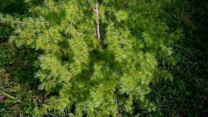Лиственница Larix ( живица ) порода хвойных деревьев