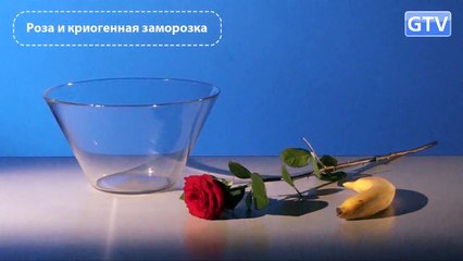 Роза и криогенная заморозка - опыты с жидким азотом