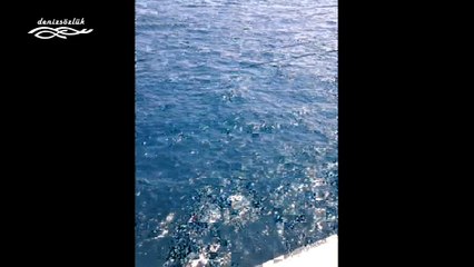 tarabya capari ile palamut avi www.denizsozluk.com