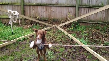 Bu köpek başka bir köpek! Tam bir denge ustası!