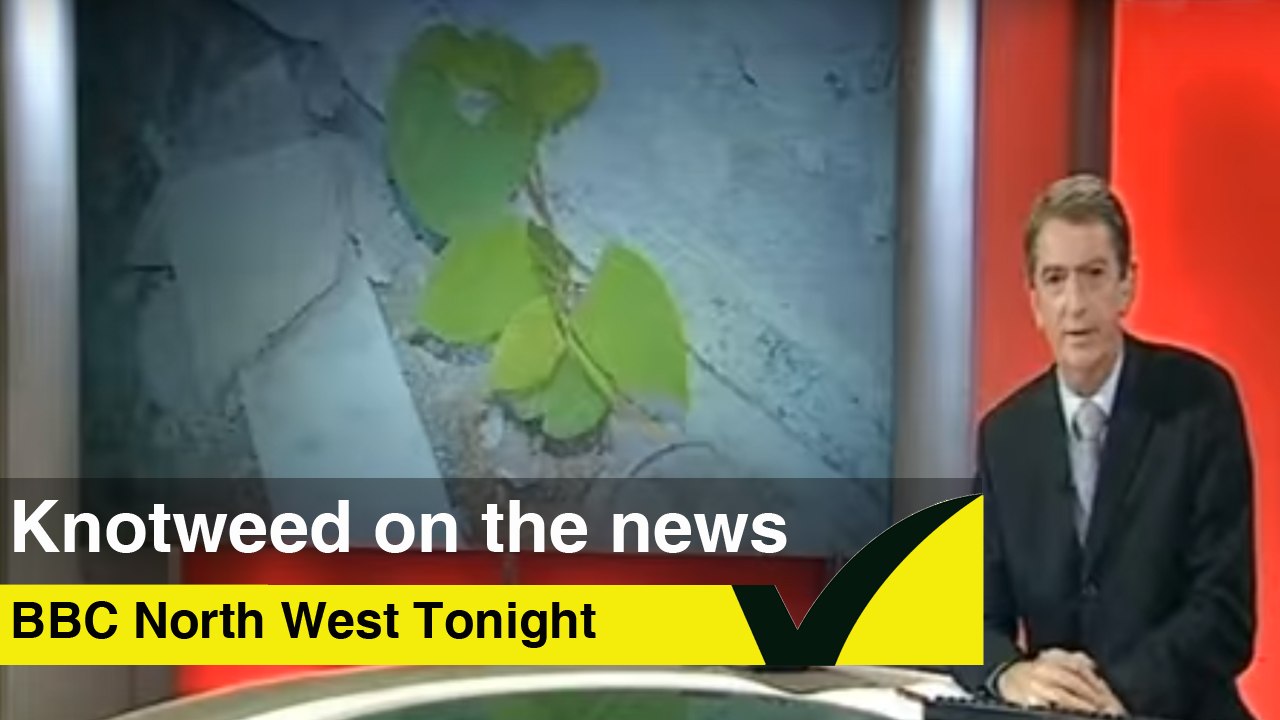 BBC North News on Japanese Knotweed