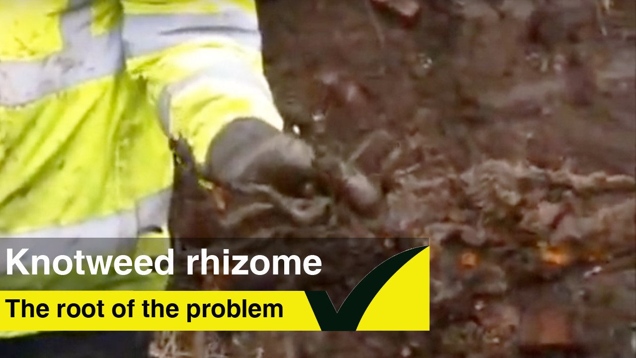 How to identify a Japanese knotweed rhizome