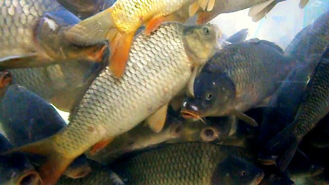 Живая рыба сазан и карп плавает в огромном аквариуме
