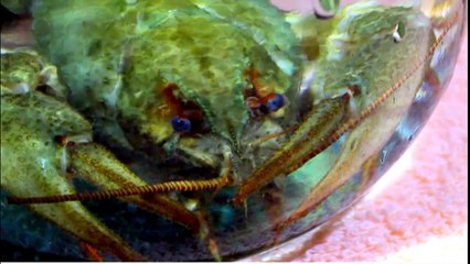 Задумчивый взгляд речного рака. Членистоногий проявляет признаки интеллекта