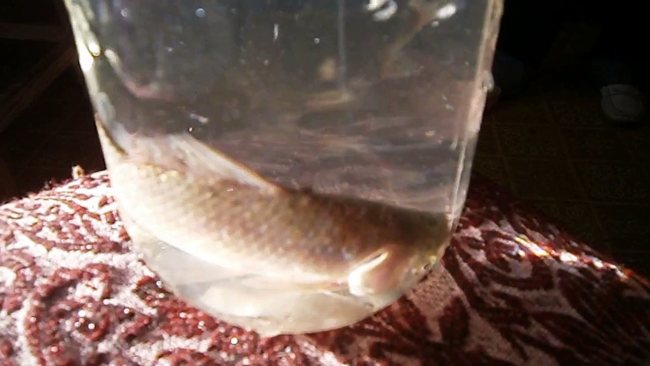 Золотая рыбка карась - исполняет все заветные желания