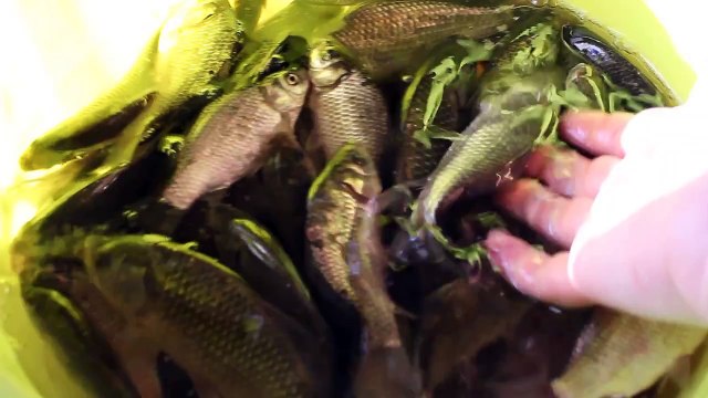 Мой улов 2013 живая рыба карась, это видео воспоминание о лете