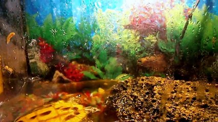 Морская черепашка по имени Наташка