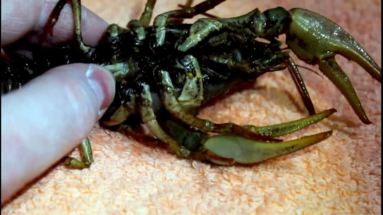 Обзор живого речного рака, как правильно ловить рака, чтобы не укусил !